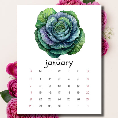 January 2024 ornamental cabbages calendar on a beige background, complemented by pink peonies.