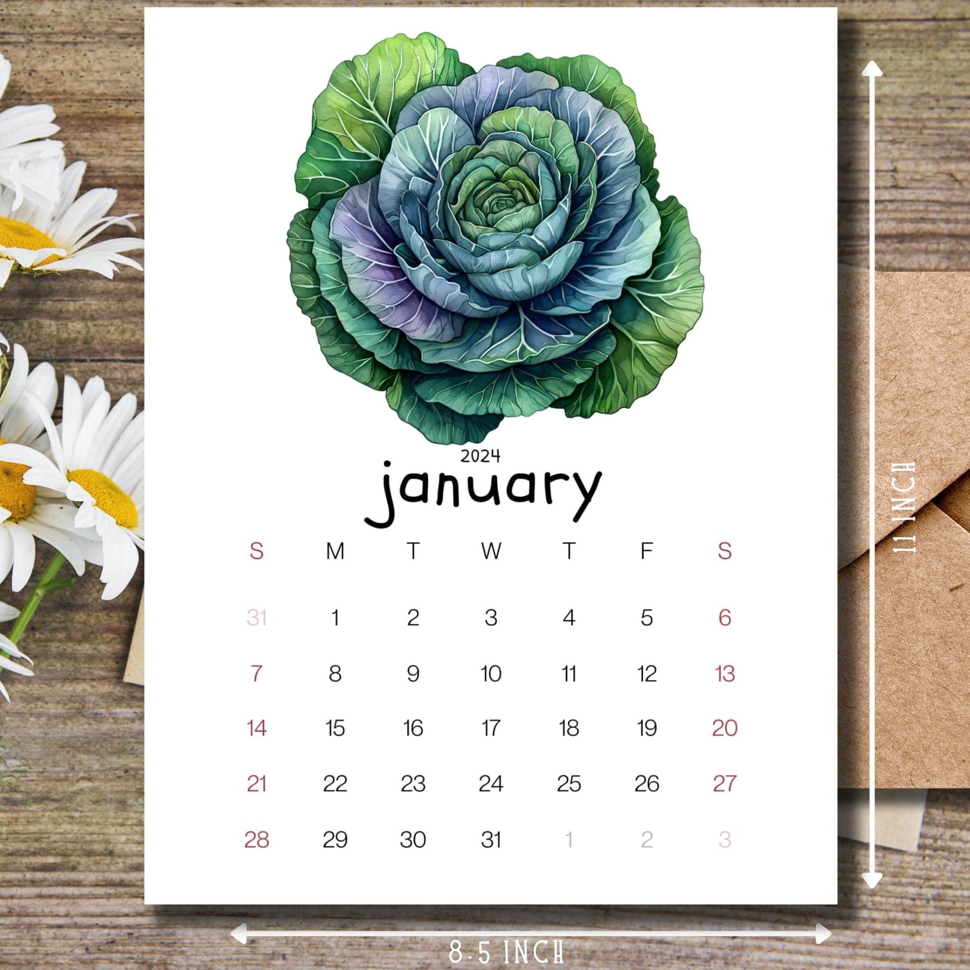 Ornamental cabbages January 2024 calendar on a wooden desk with white flowers and a size guide on the side.