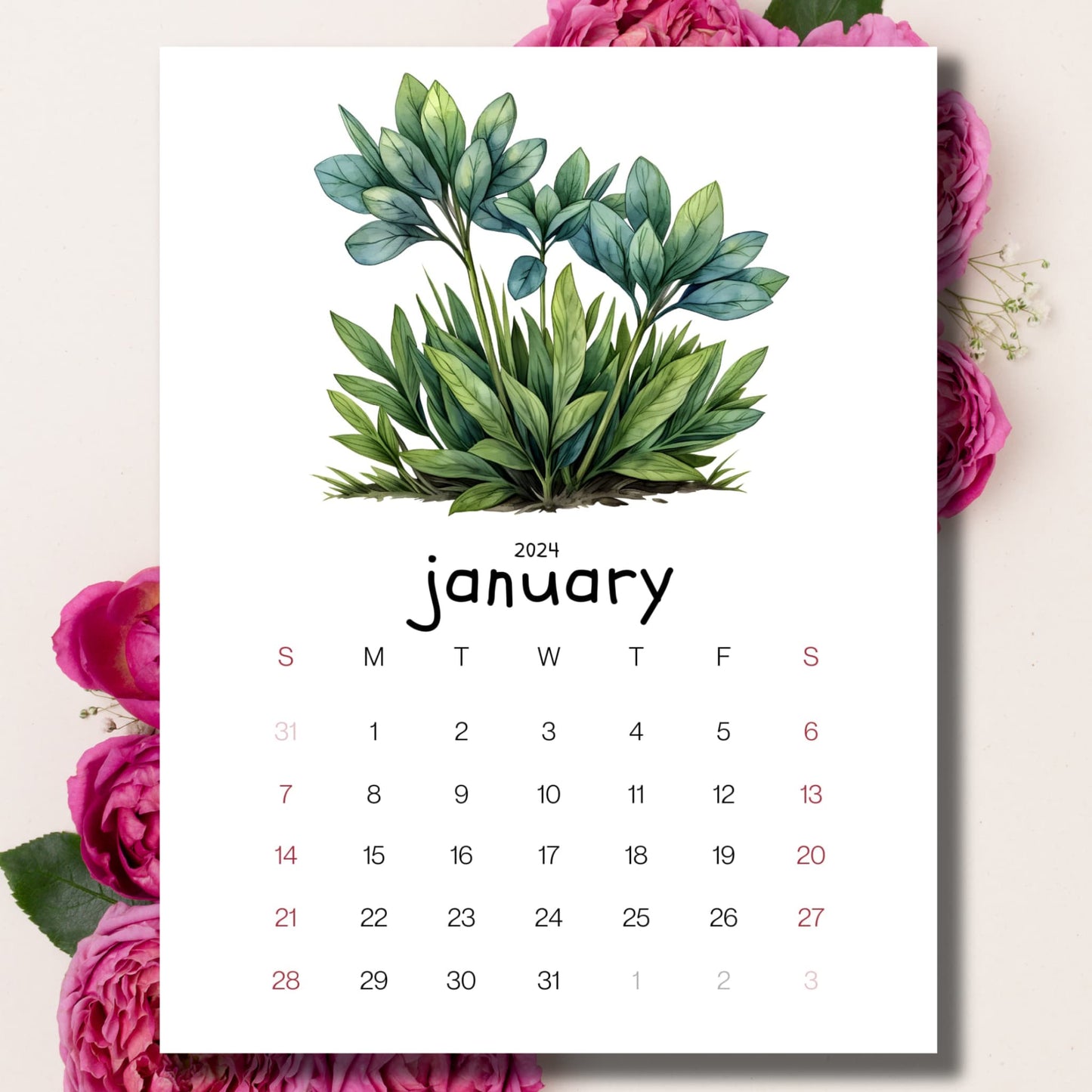 Alpine Plant January 2024 calendar on a beige background with the elegance of pink peonies.