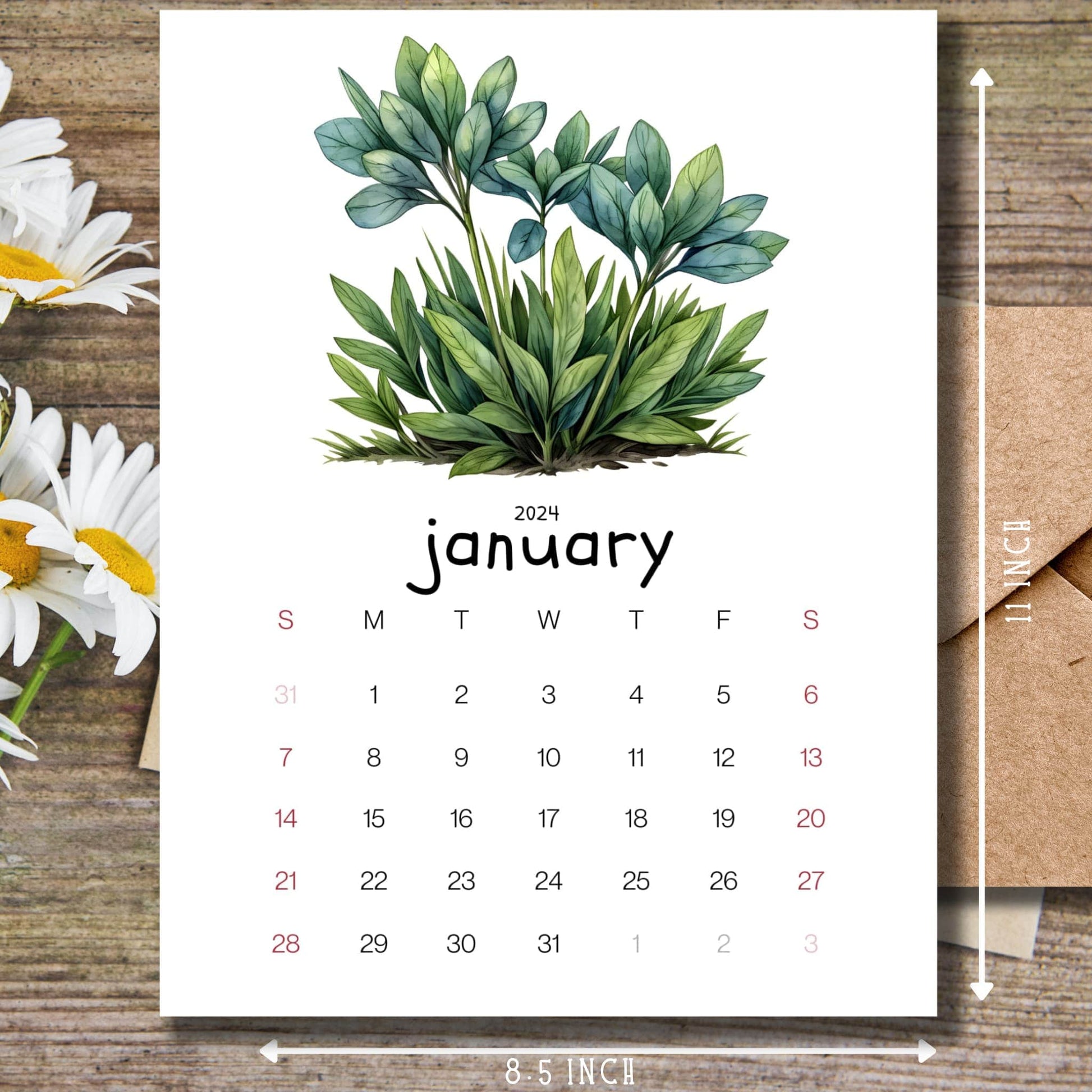  Alpine Plant January 2024 calendar on a wooden desk with white flowers and a size guide.